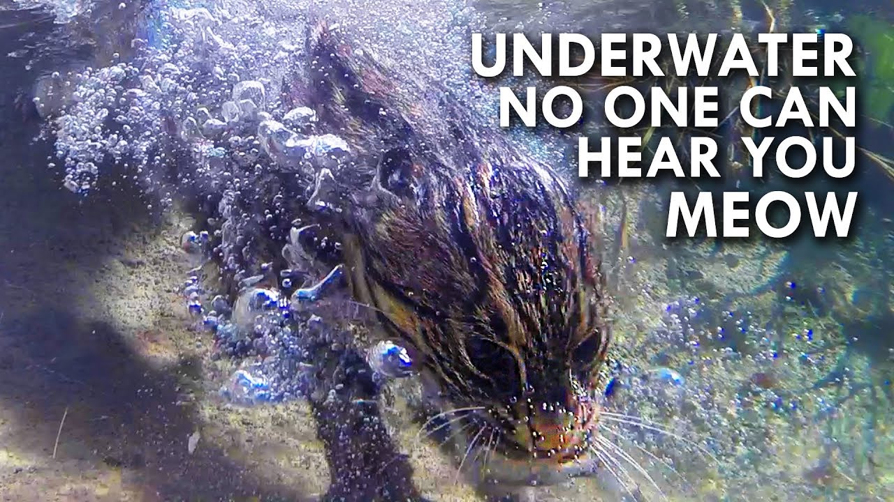 Why the fishing cat thrives in habitats most predators avoid
