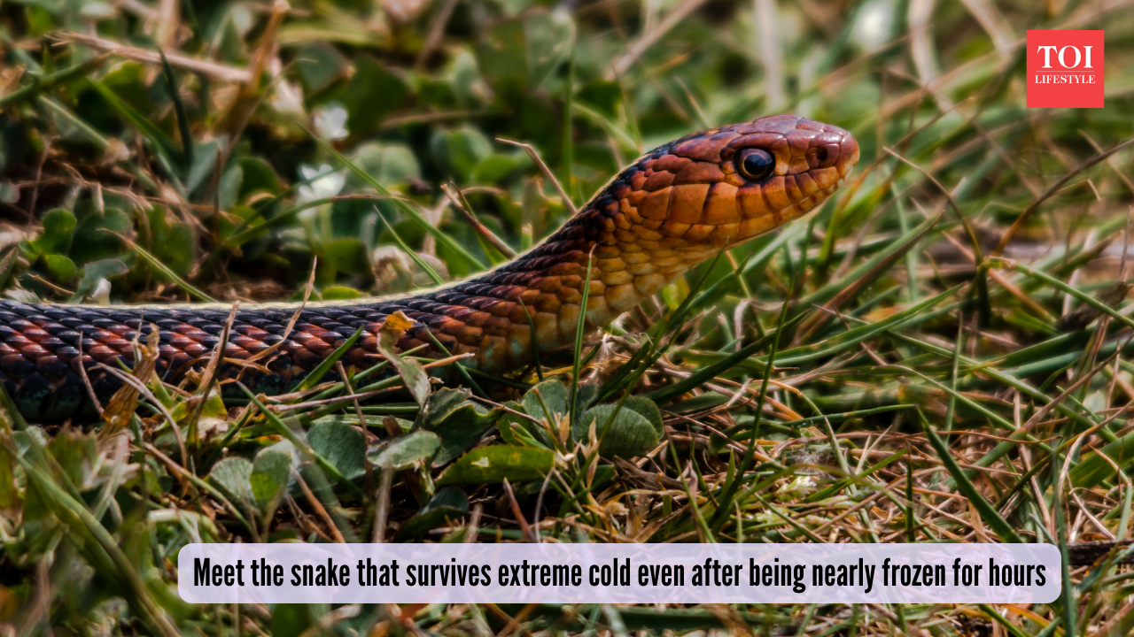 Snake vs blizzard: Meet the snake that survives extreme cold even after ...