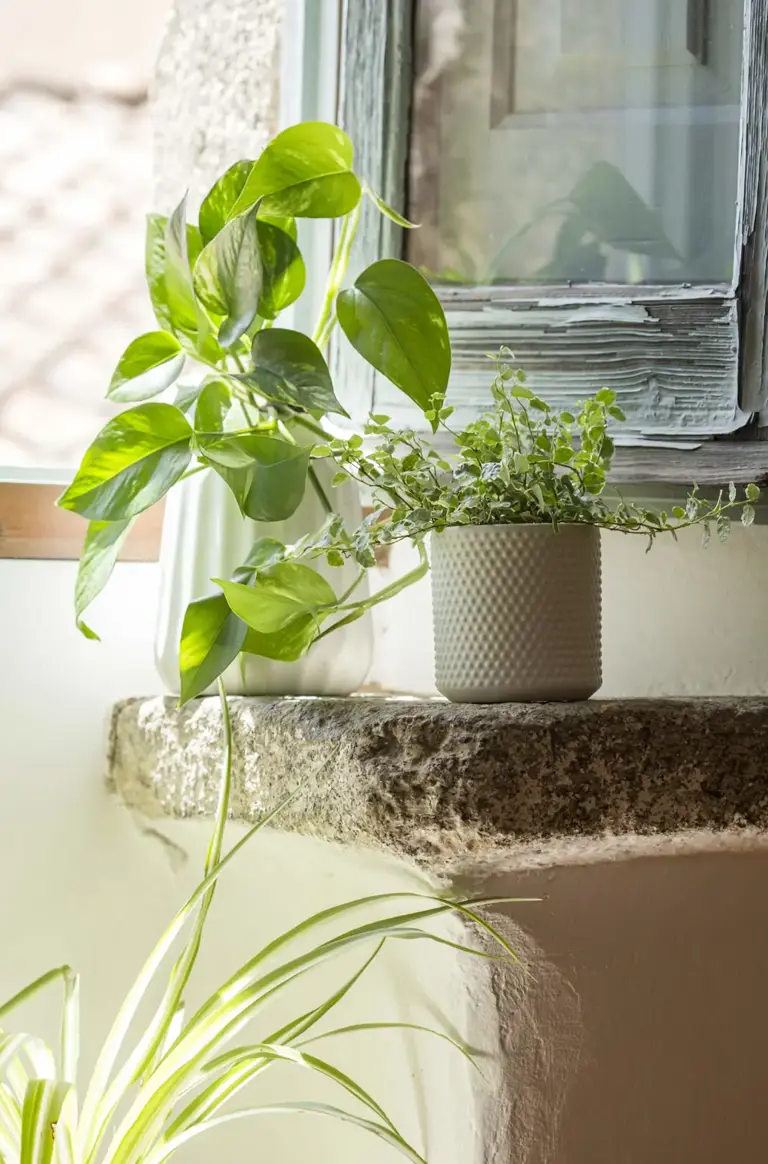 Decorar con plantas según una experta en casas