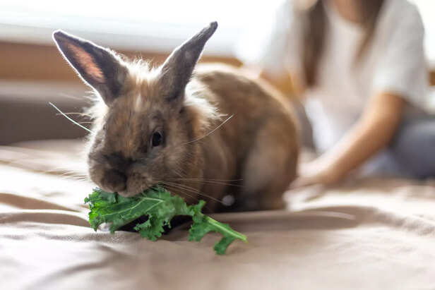 Thinking of a pet rabbit? Here’s how to care for their space, diet and ...