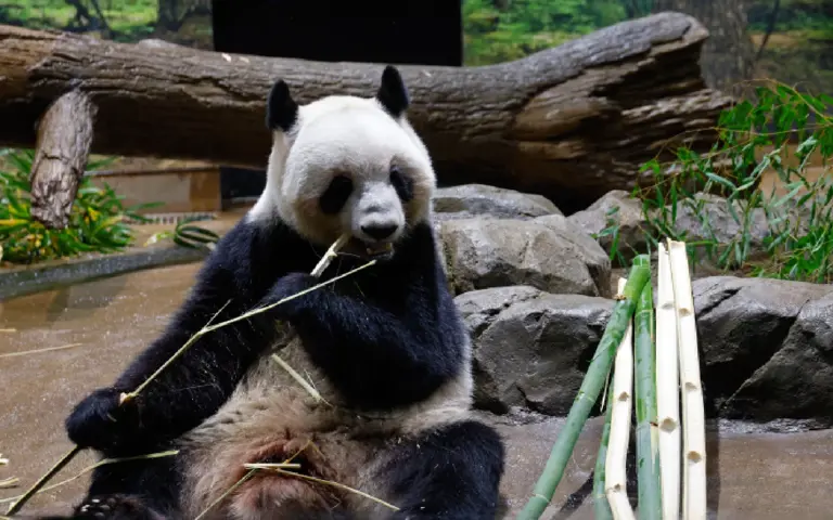 China poised to send pandas to US before Trump’s planned visit