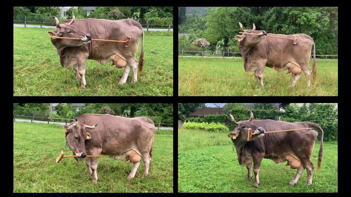 Cow switches brush ends to scratch herself, forcing rethink of cattle ...