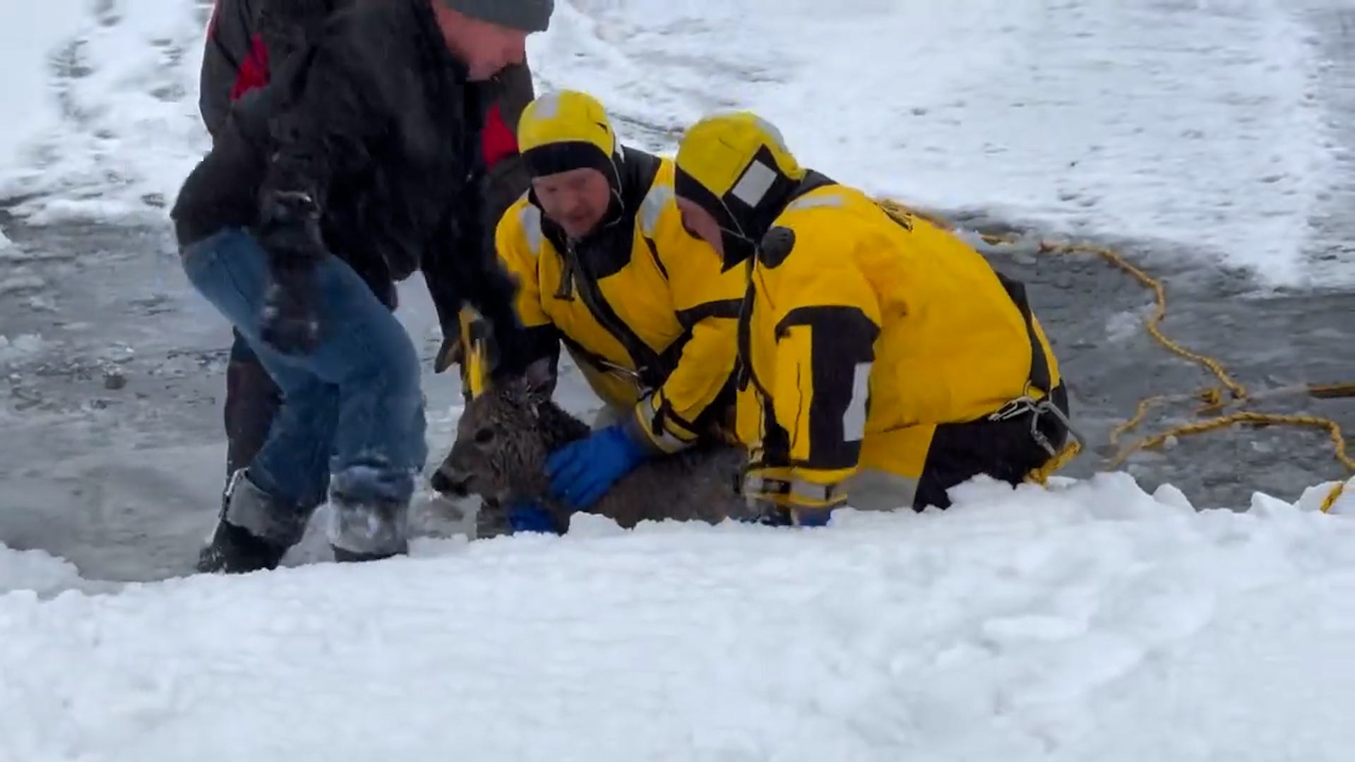 Rescue team frees deer stuck in frozen lake