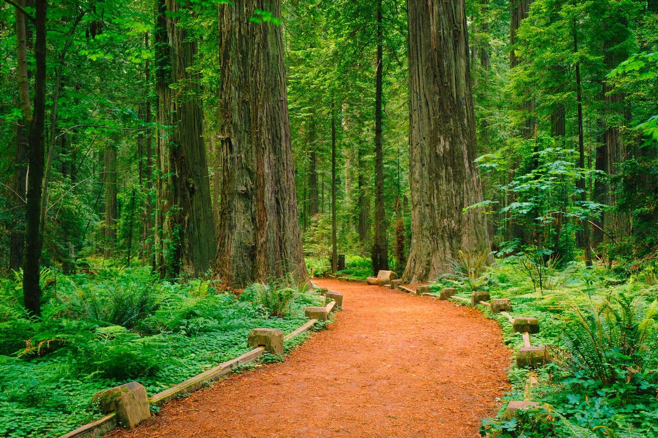 A Wide Trail Winds Through The Tall Redwoods of Jedediah Smith Redwoods State Park