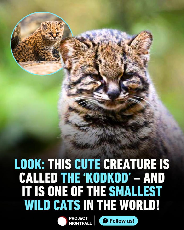 They're too cute... but don't be fooled!🥺😅 Meet the kodkod, also known ...