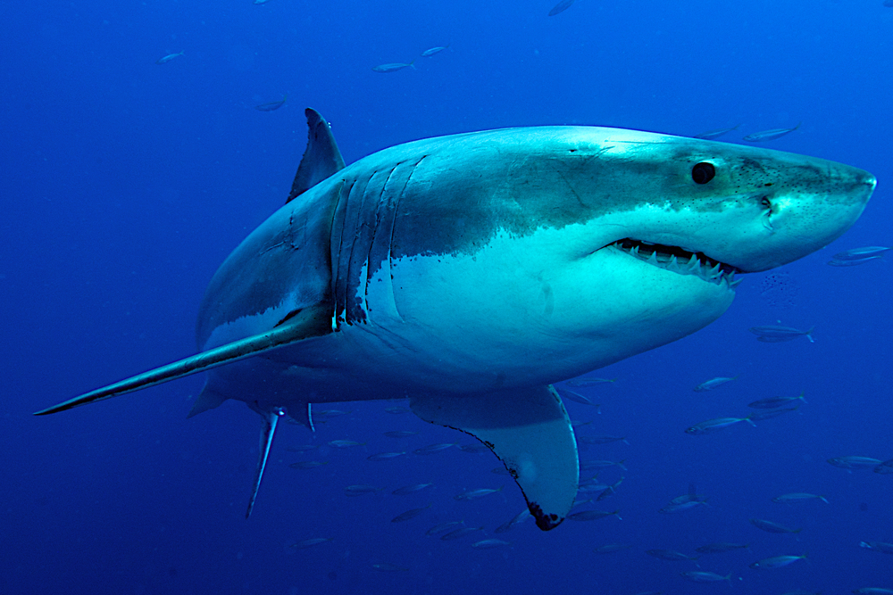 Fourth shark attack in 2 days shuts down beaches