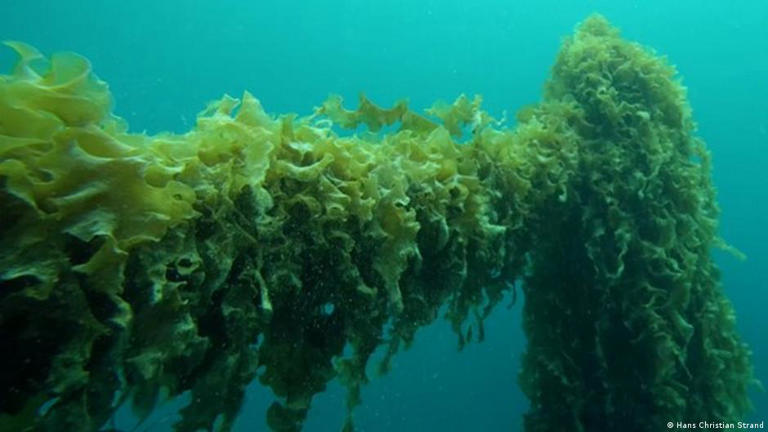 How bringing back a humble algae to Arctic waters makes all the difference
