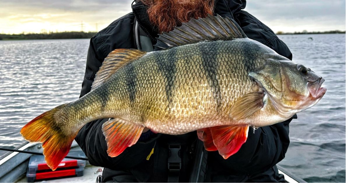 Angler pours heart and soul into catching special perch
