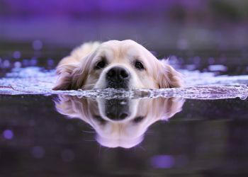 The dog in Chinese astrology: Who are they really?