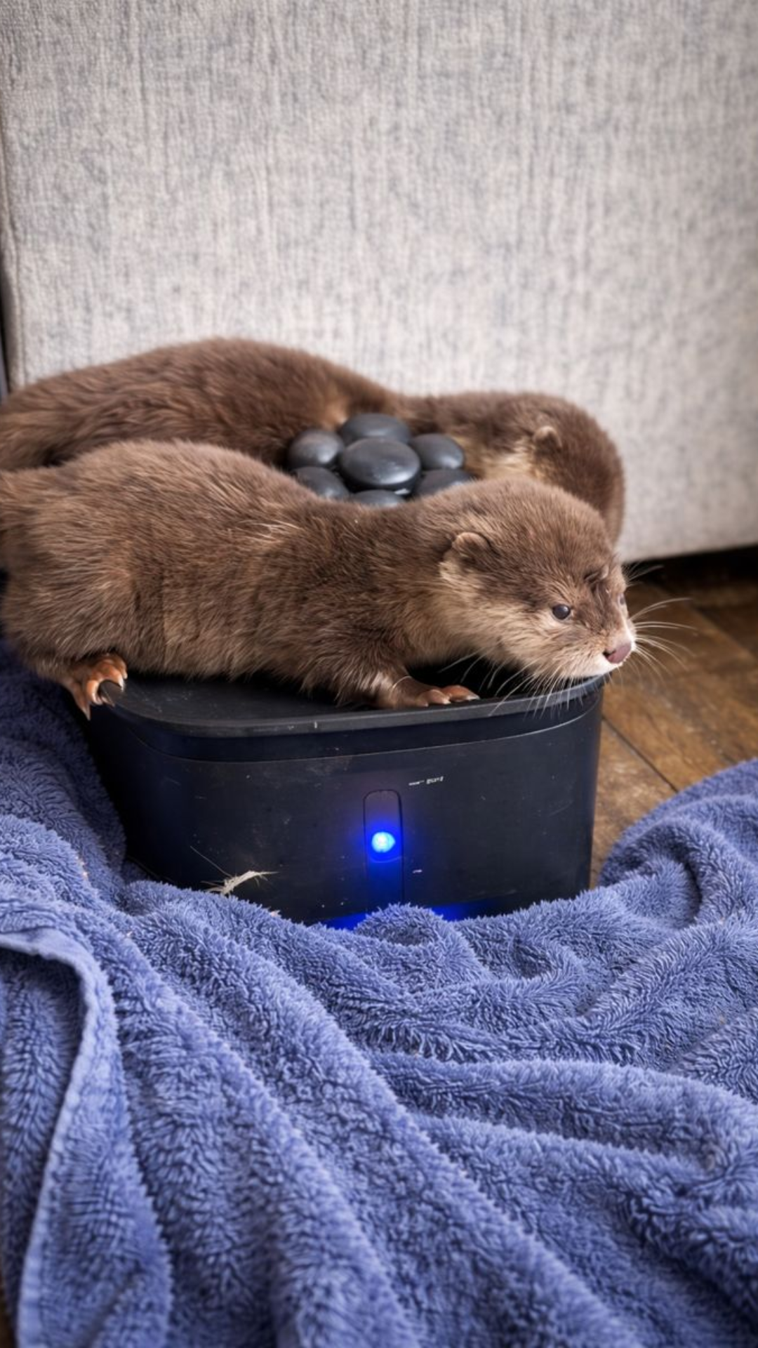 Pet antics: What happens when otters find a water fountain