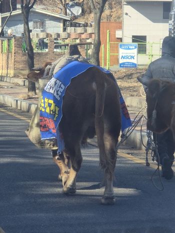 Complainant protests Suwon police decision with cavalcade of cows<br><br>