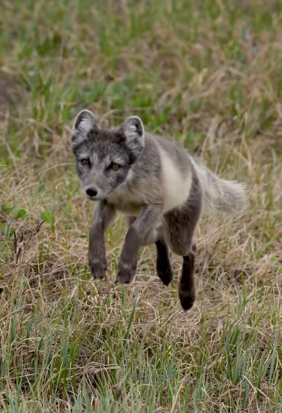 Hopping fox – stunning wildlife moments