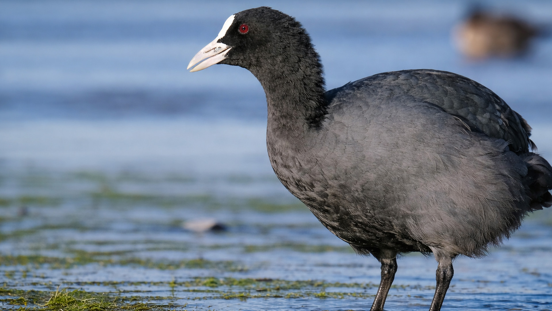 I didn’t expect to see this bird here