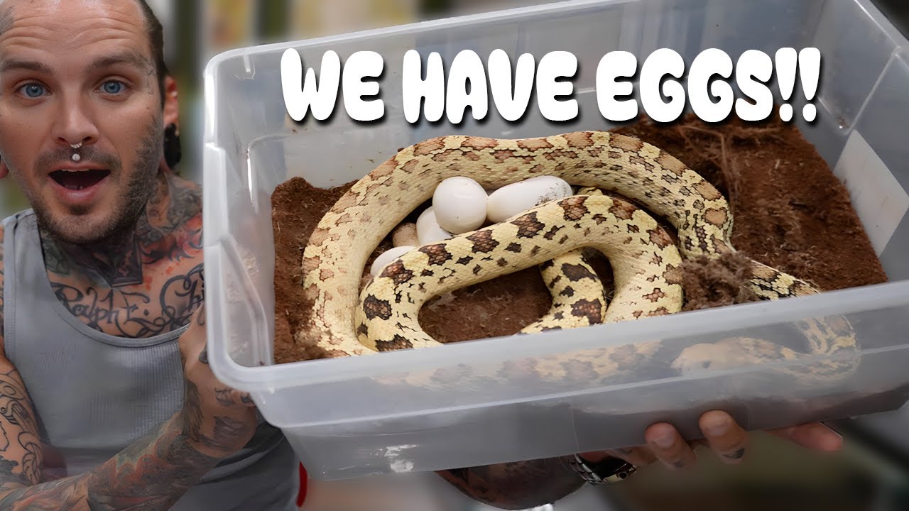 Curated visual reference: Gallery Detail: Why Egg Laying Is One Of The Most Dangerous Stages