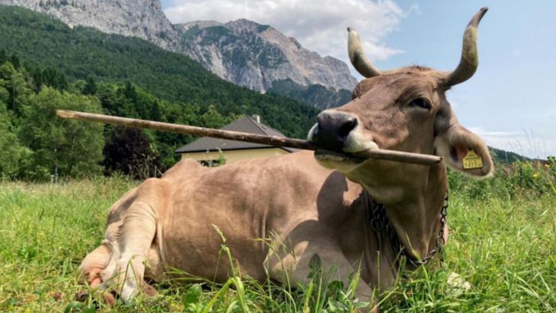 Cow switches brush ends to scratch herself, forcing rethink of cattle ...