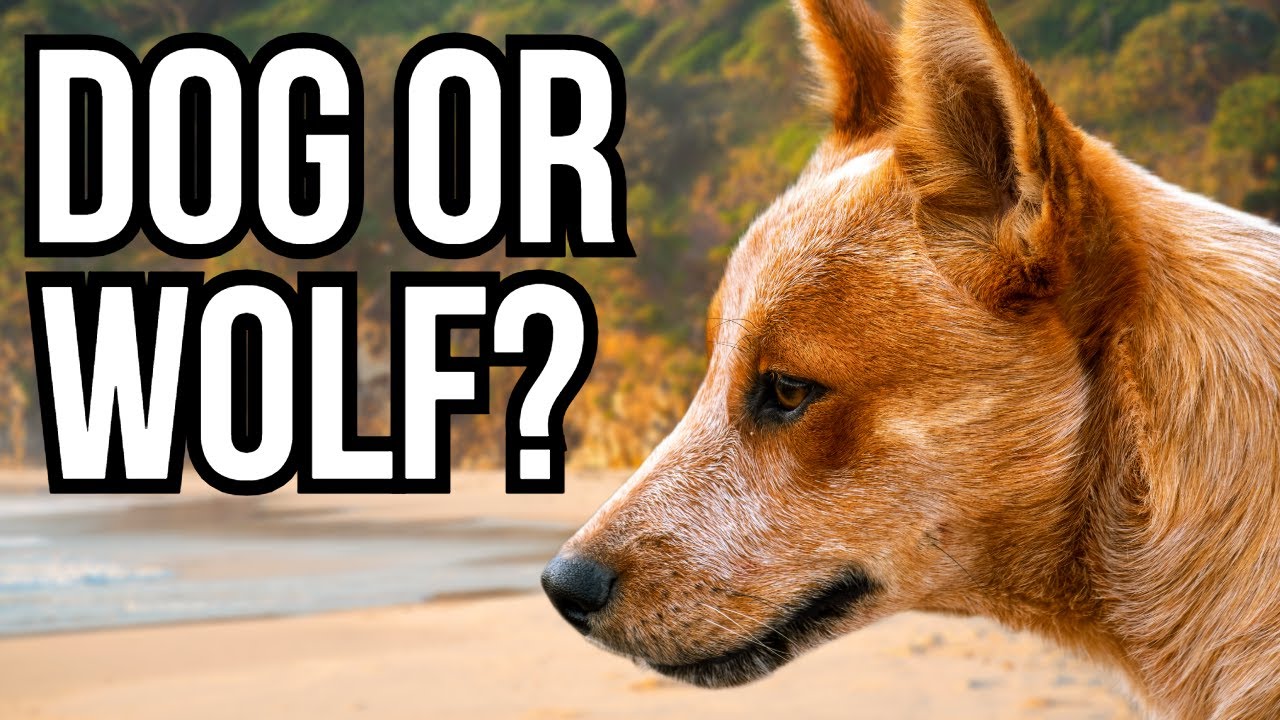 When extreme environments shape wolves into very different predators