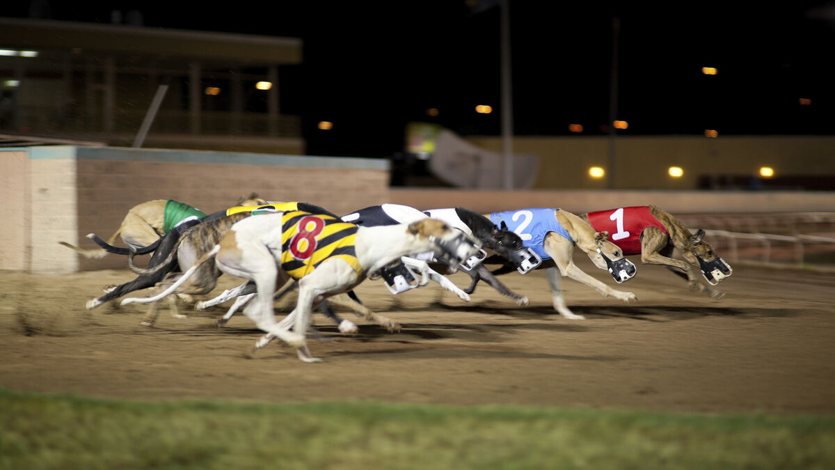 Third-level course sponsored by Greyhound Racing Ireland branded as ...
