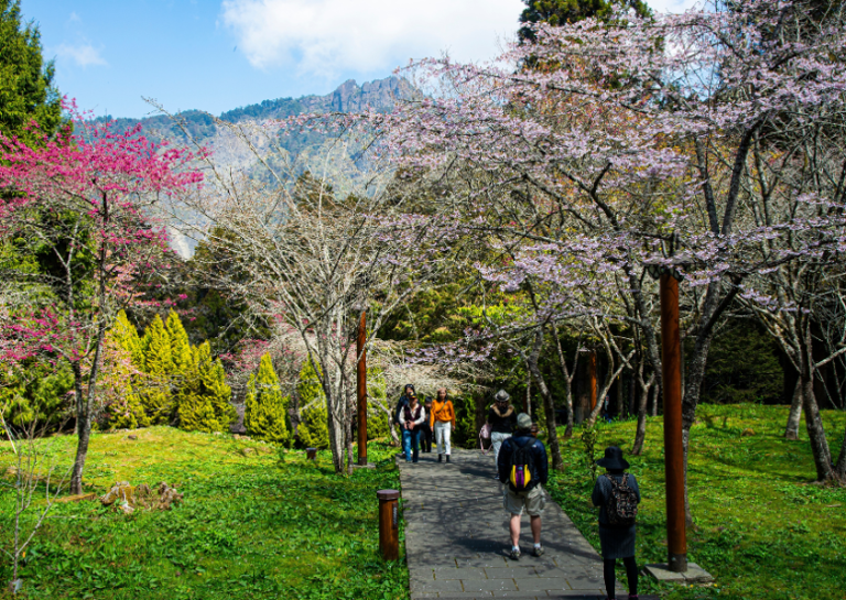 List: Best places to see cherry blossoms in Taiwan and when it's best ...
