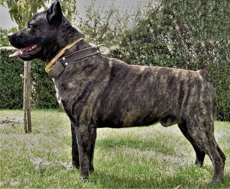 The one-person handling trend – 10 breeds that prefer fewer, clear signals