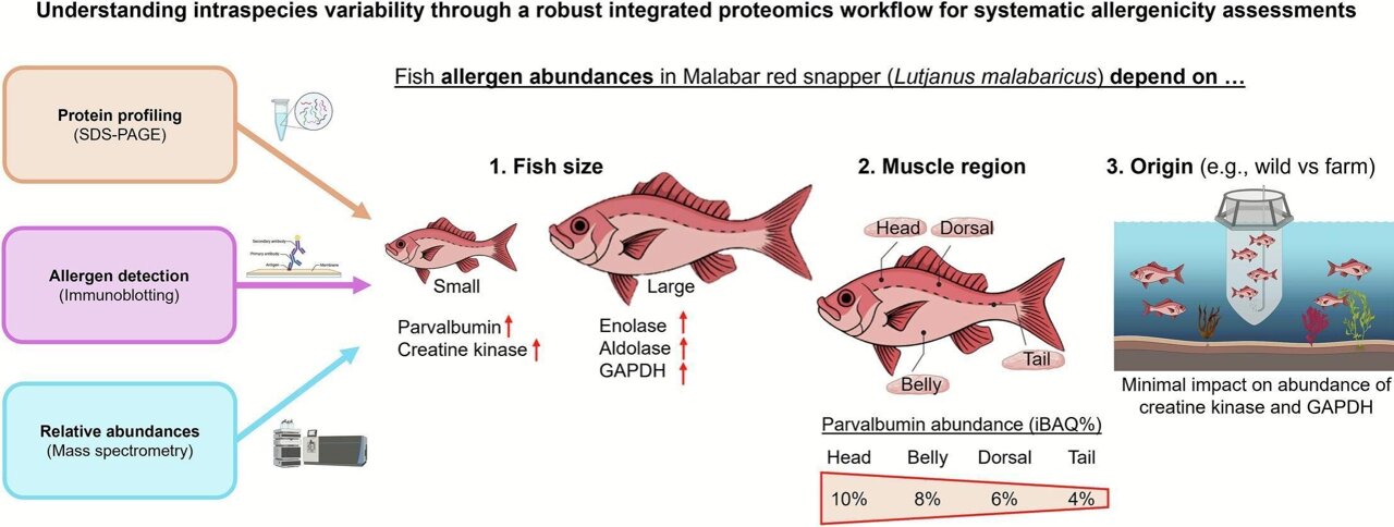 Fish allergy risk varies by fish size and which part is eaten, research ...