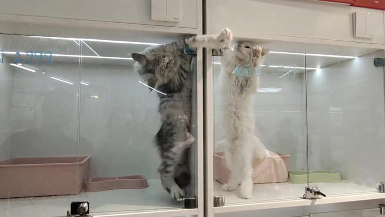 Kittens square up in playful cat fight through glass