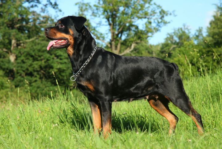 Why you should get a rottweiler (and why you shouldn't)