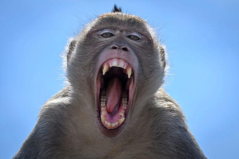 Ross Geller-style monkey owners face having their pets seized and ...