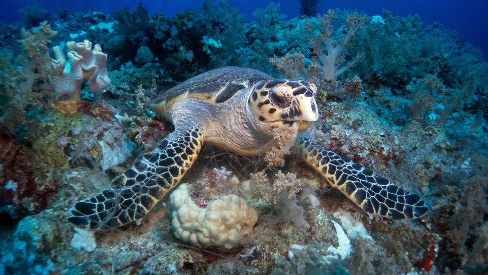 Cold stun event mobilizes sea turtle rescue efforts on South Padre Island