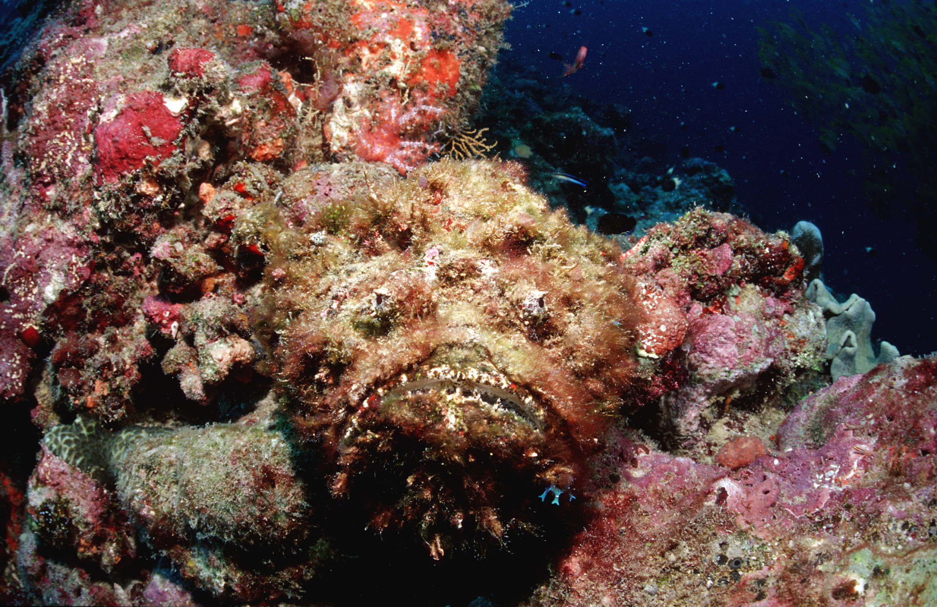Les créatures les plus dangereuses des profondeurs