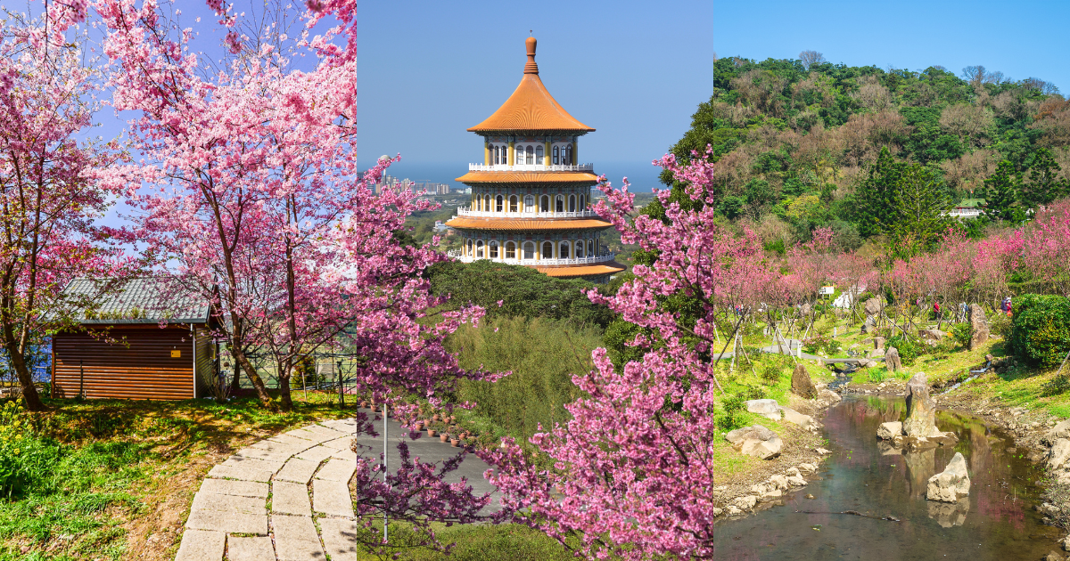 List: Best places to see cherry blossoms in Taiwan and when it's best ...