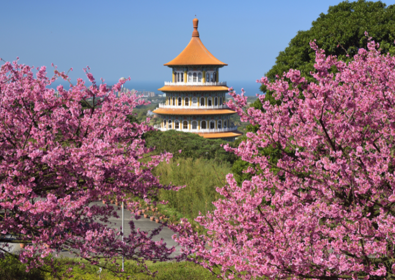 List: Best places to see cherry blossoms in Taiwan and when it's best ...