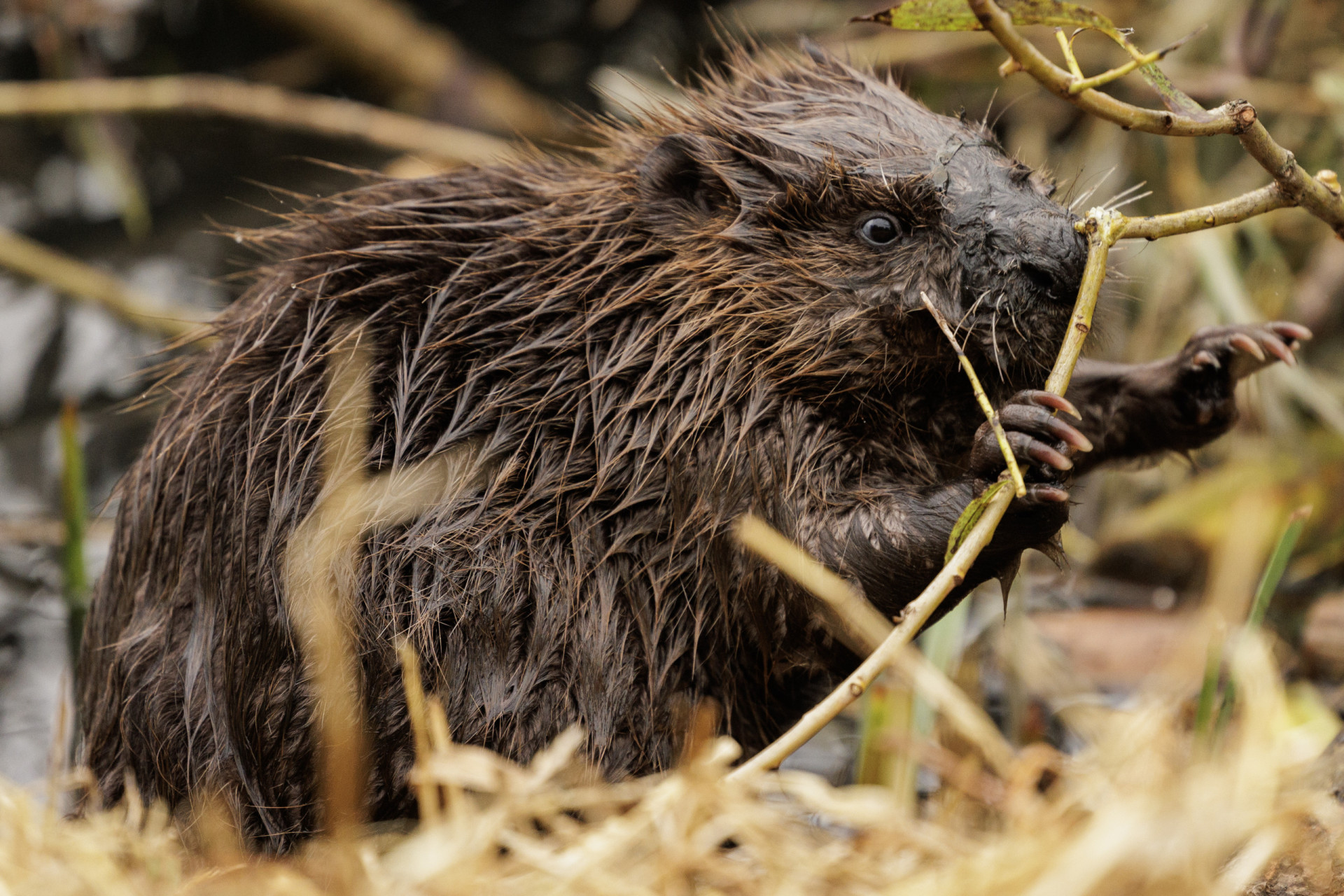 Herbivores that can kill predators