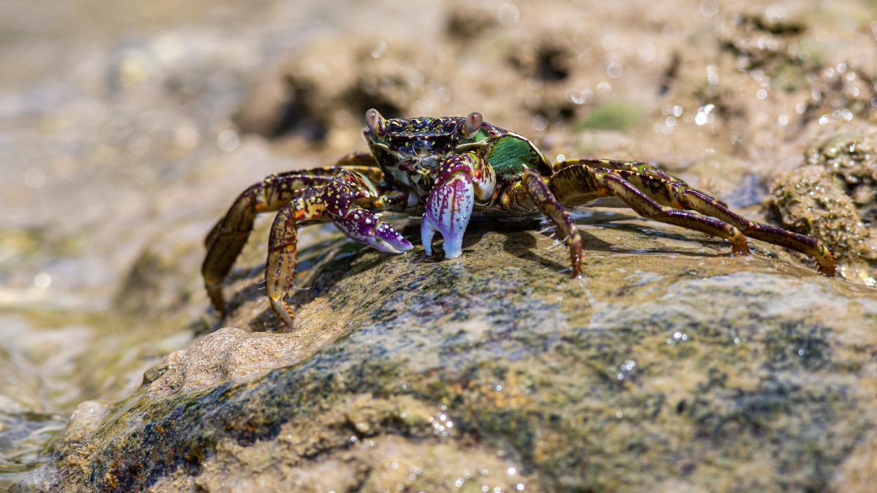 Should you really eat invasive species? An ecologist breaks it down
