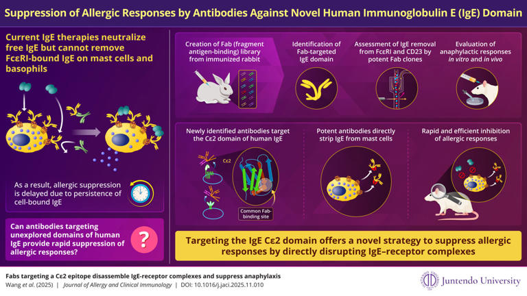 Antibodies targeting IgE Cε2 domain show promise for rapid allergy relief