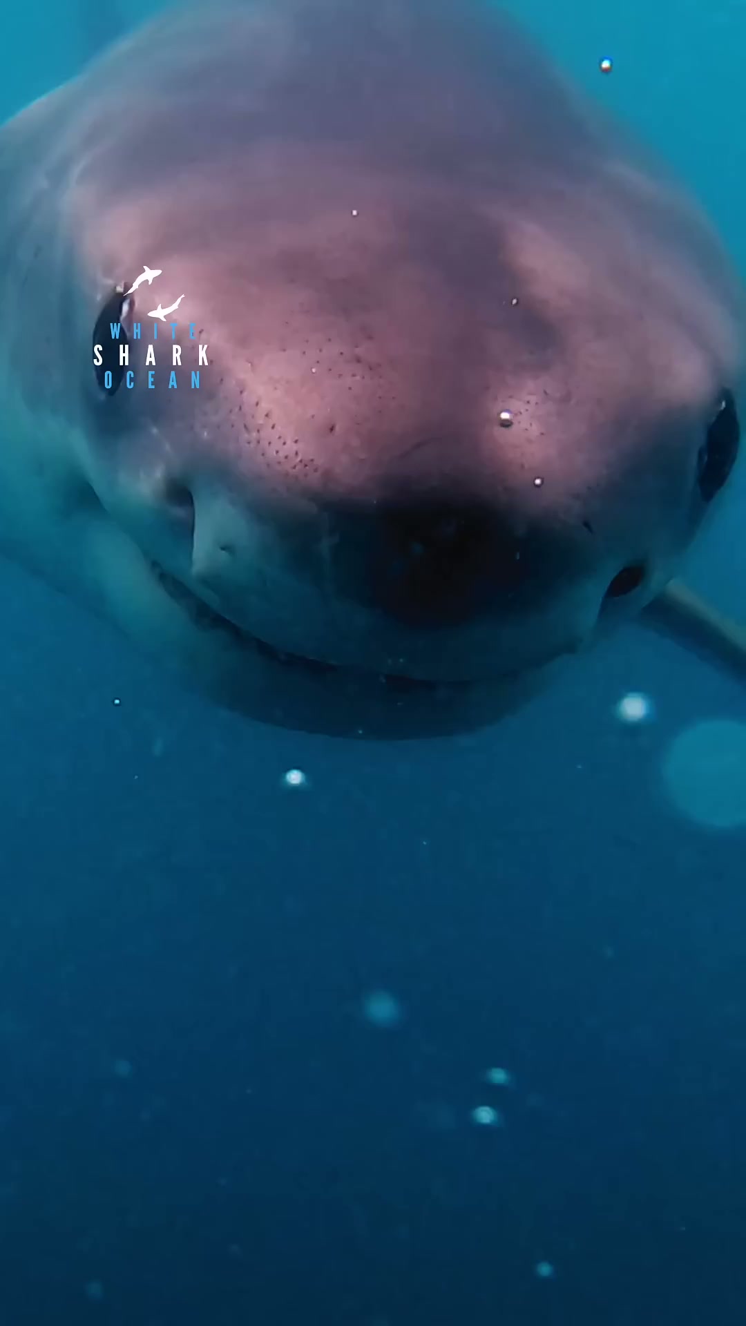 Great white shark coming for a look