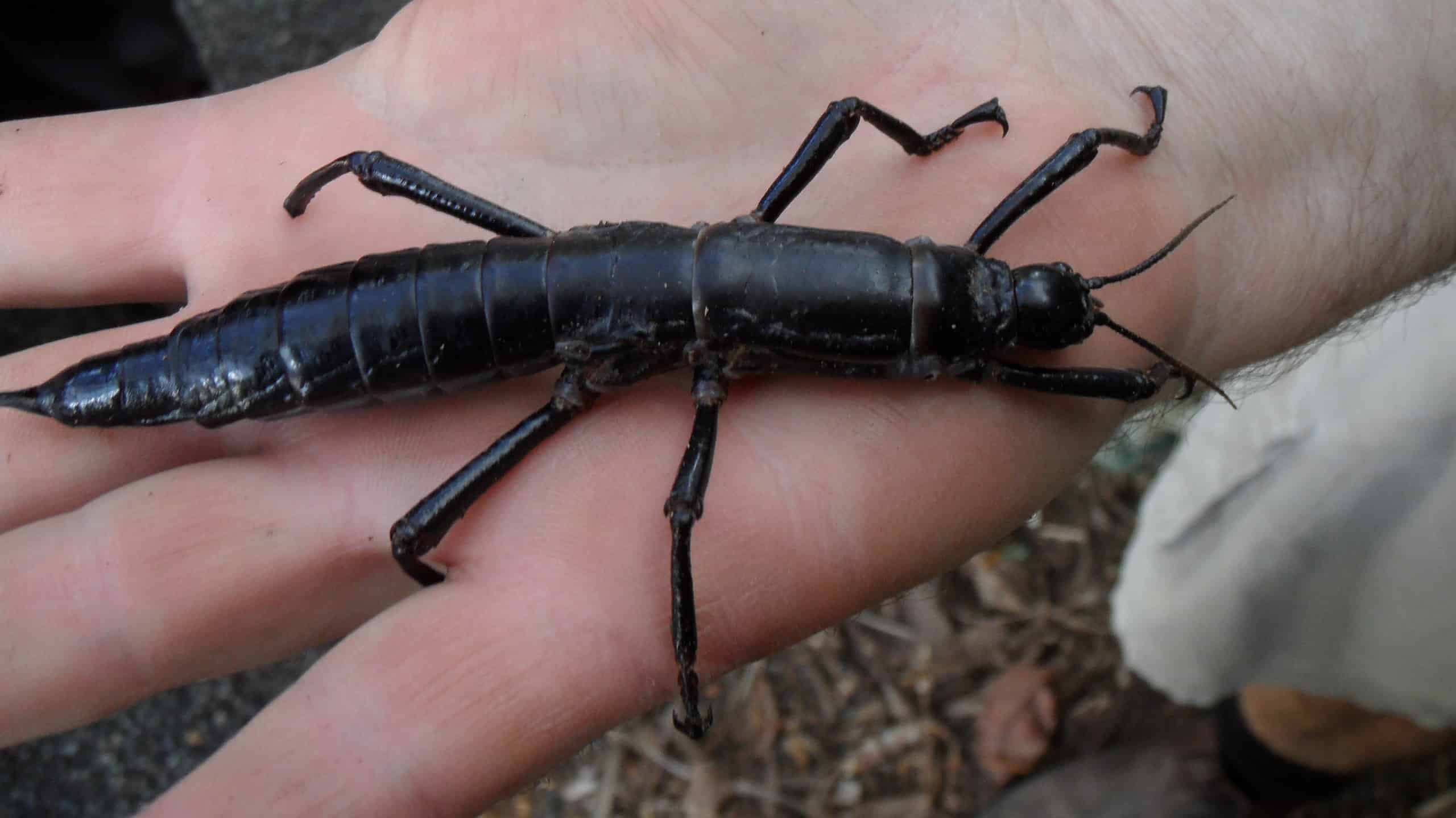One of the world’s rarest insects was found on an uninhabited Pacific ...