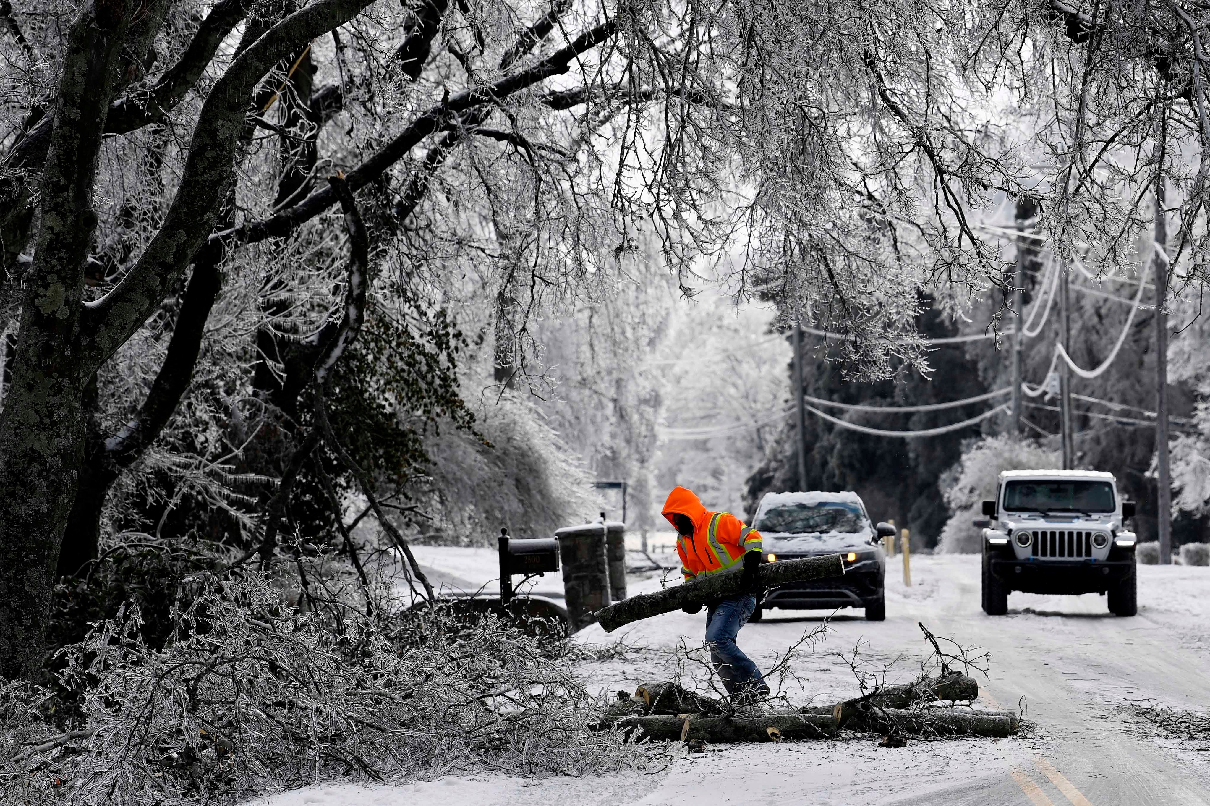 Could NES have better prepared for falling trees? Arborists weigh in