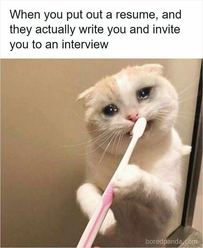 52 Hilarious Resume Memes That Might Be Painfully Relatable