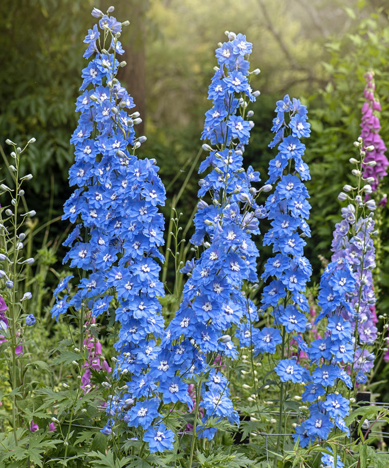 10 bewitching blue flowers that look almost unreal – start them from ...