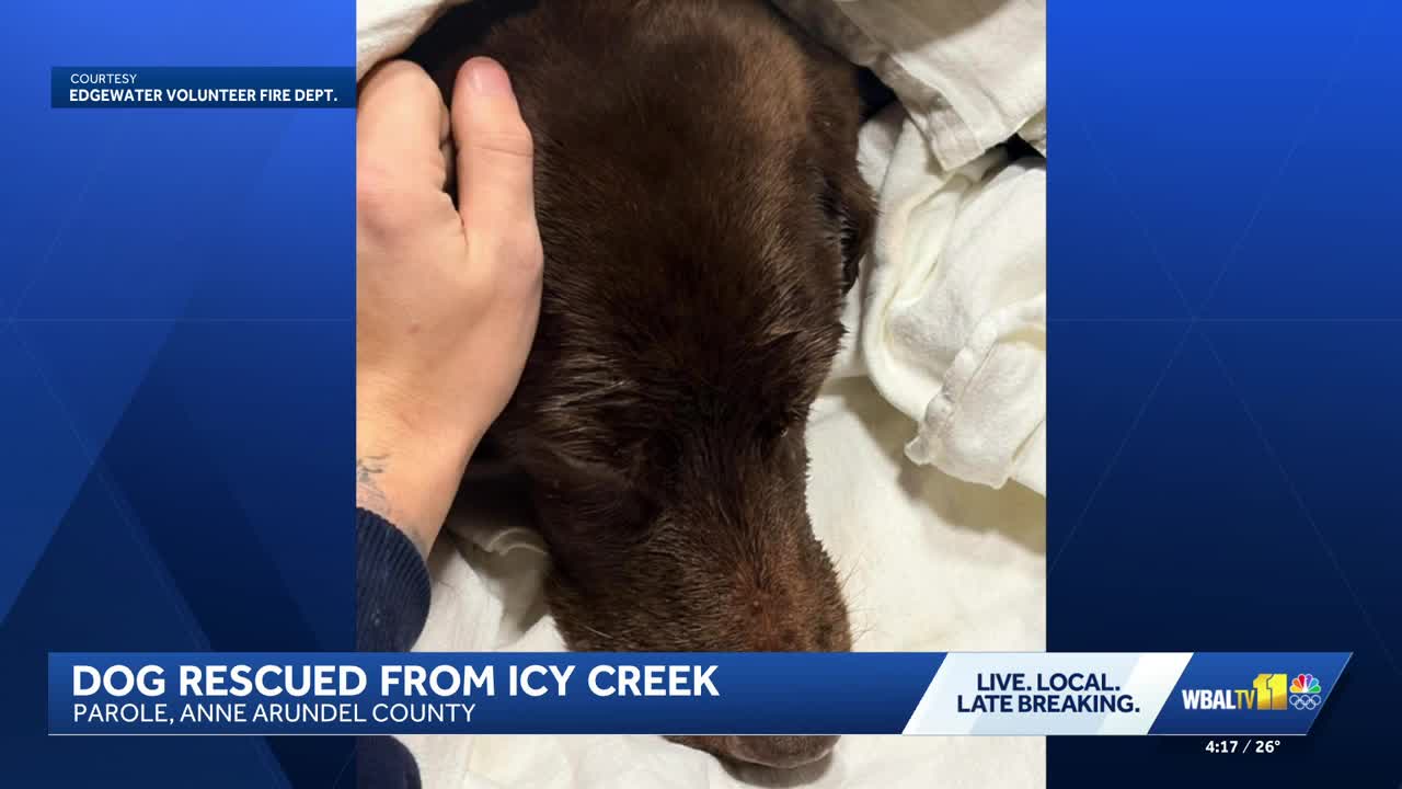 Crews rescue dog from frozen Anne Arundel County lake