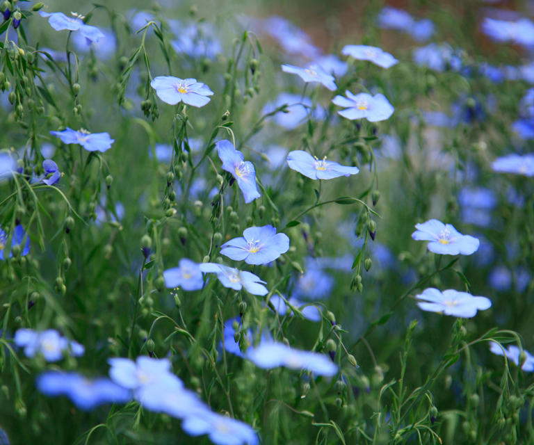 10 bewitching blue flowers that look almost unreal – start them from ...