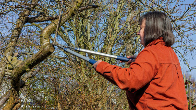 Winter pruning tool essentials for a thriving spring and summer landscape