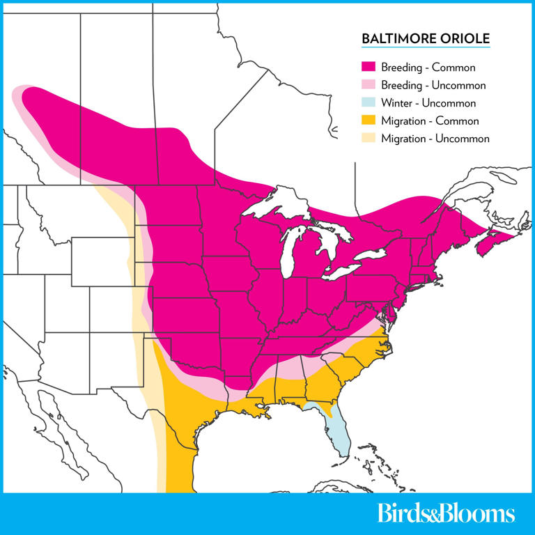 How to identify a Baltimore oriole bird