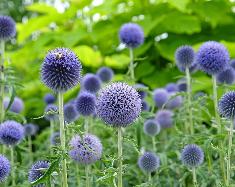 10 bewitching blue flowers that look almost unreal – start them from ...