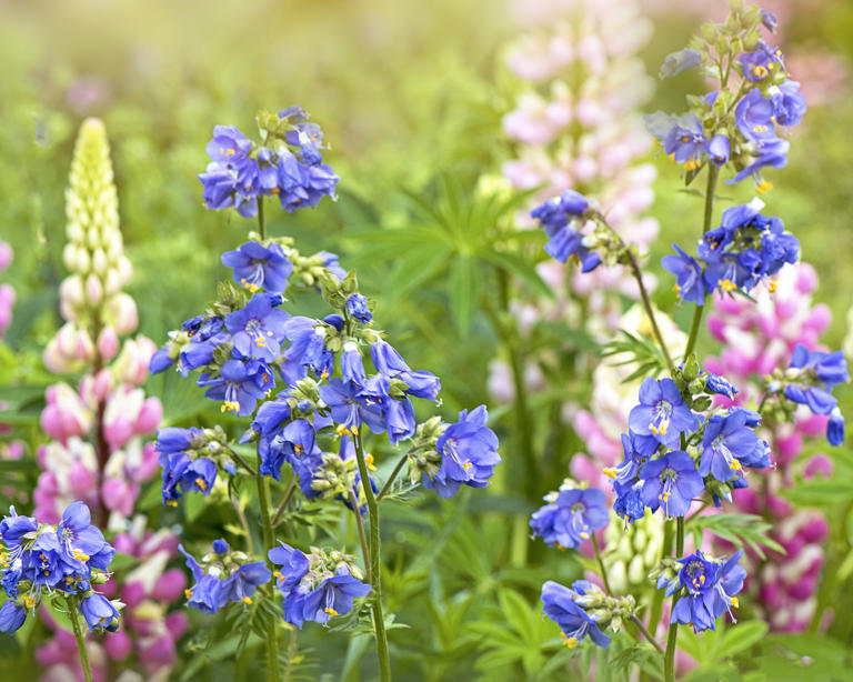10 bewitching blue flowers that look almost unreal – start them from ...