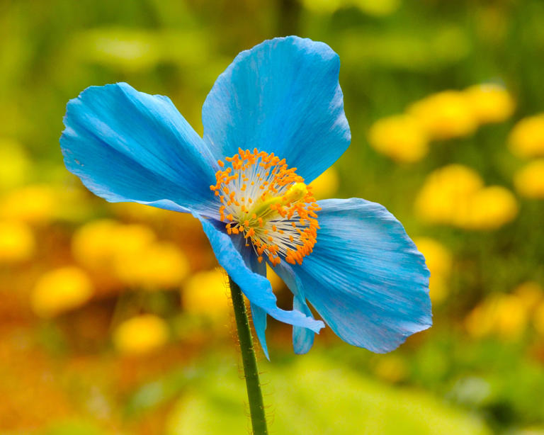 10 bewitching blue flowers that look almost unreal – start them from ...