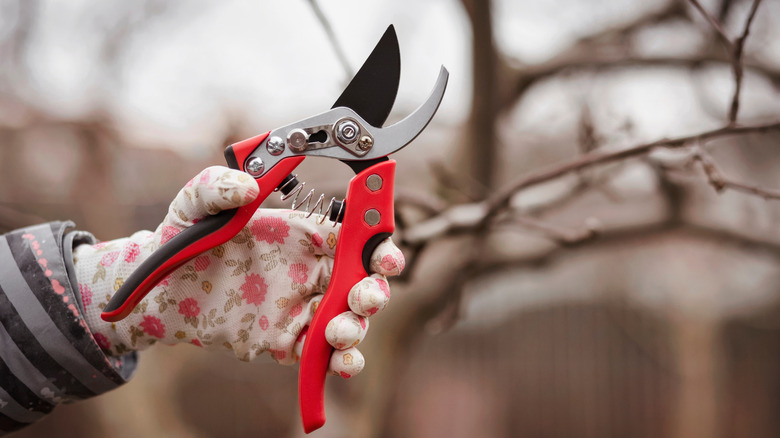 Winter pruning tool essentials for a thriving spring and summer landscape