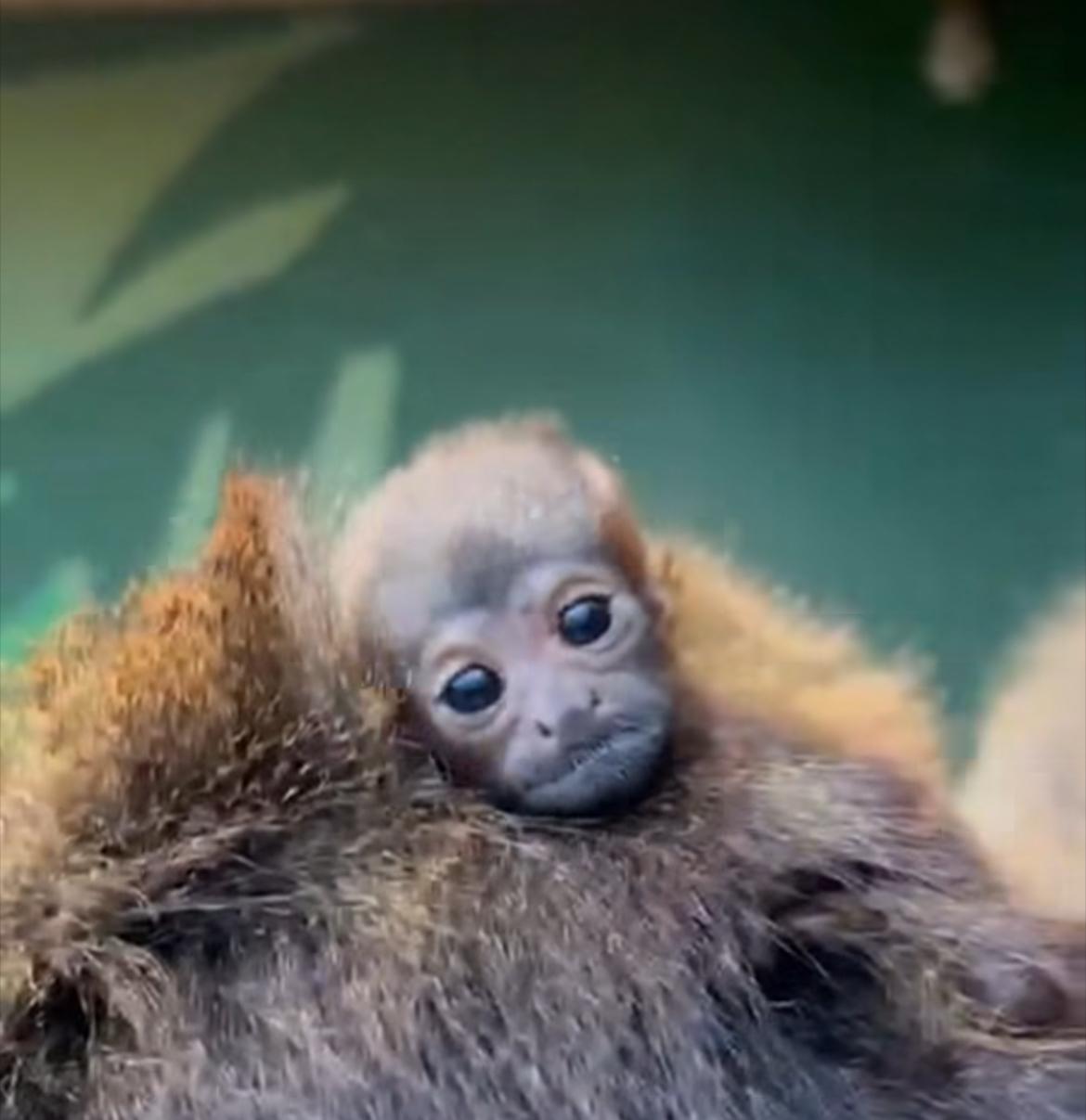 Meet Blackpool Zoo's adorable new addition - a cute red titi monkey ...