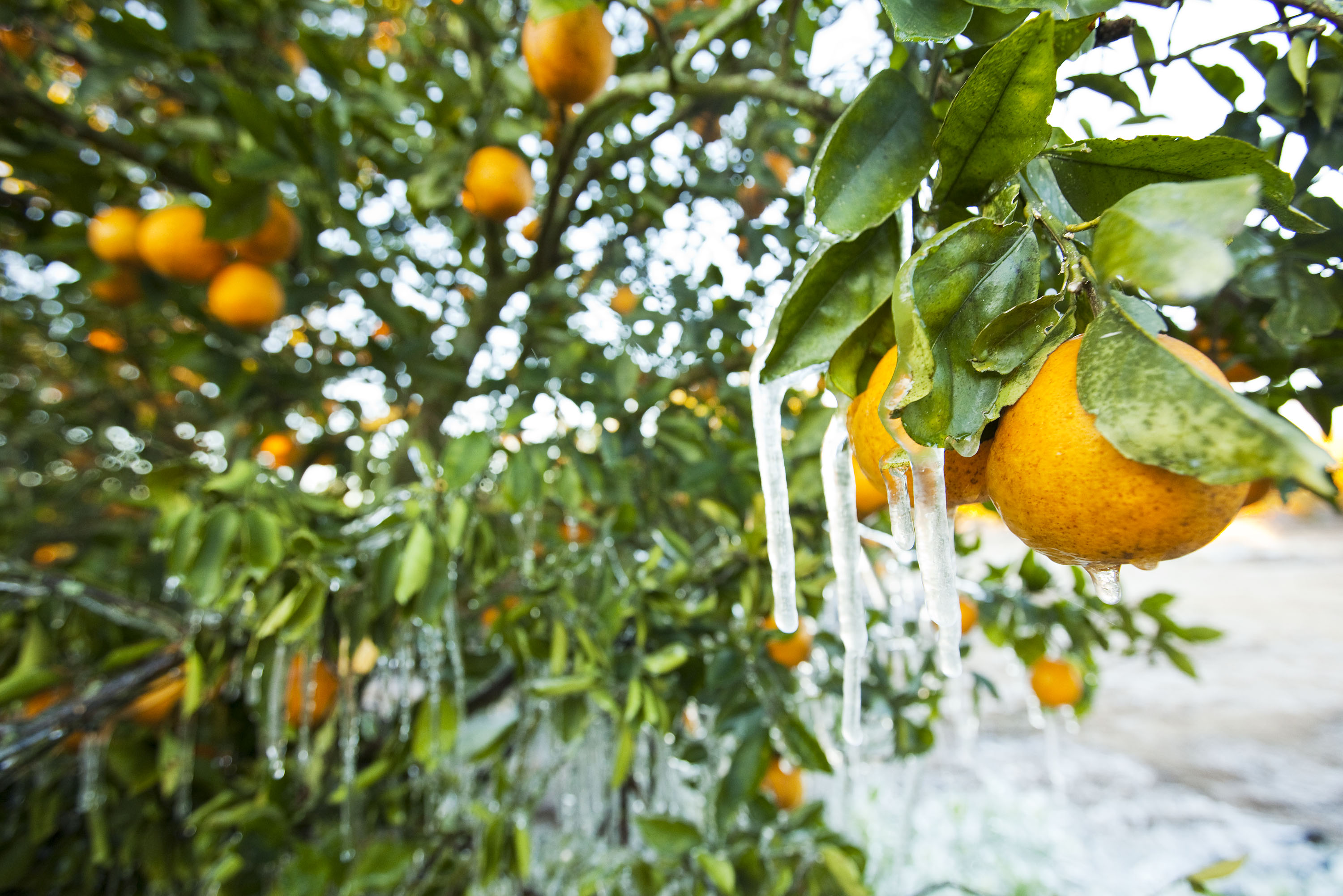 Warning issued for Florida as new winter storm takes shape<br><br>