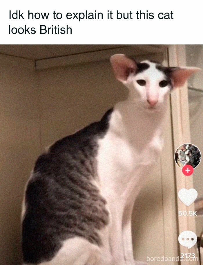 33 Funny Memes That Perfectly Capture British Humor, As Shared On This Online Group